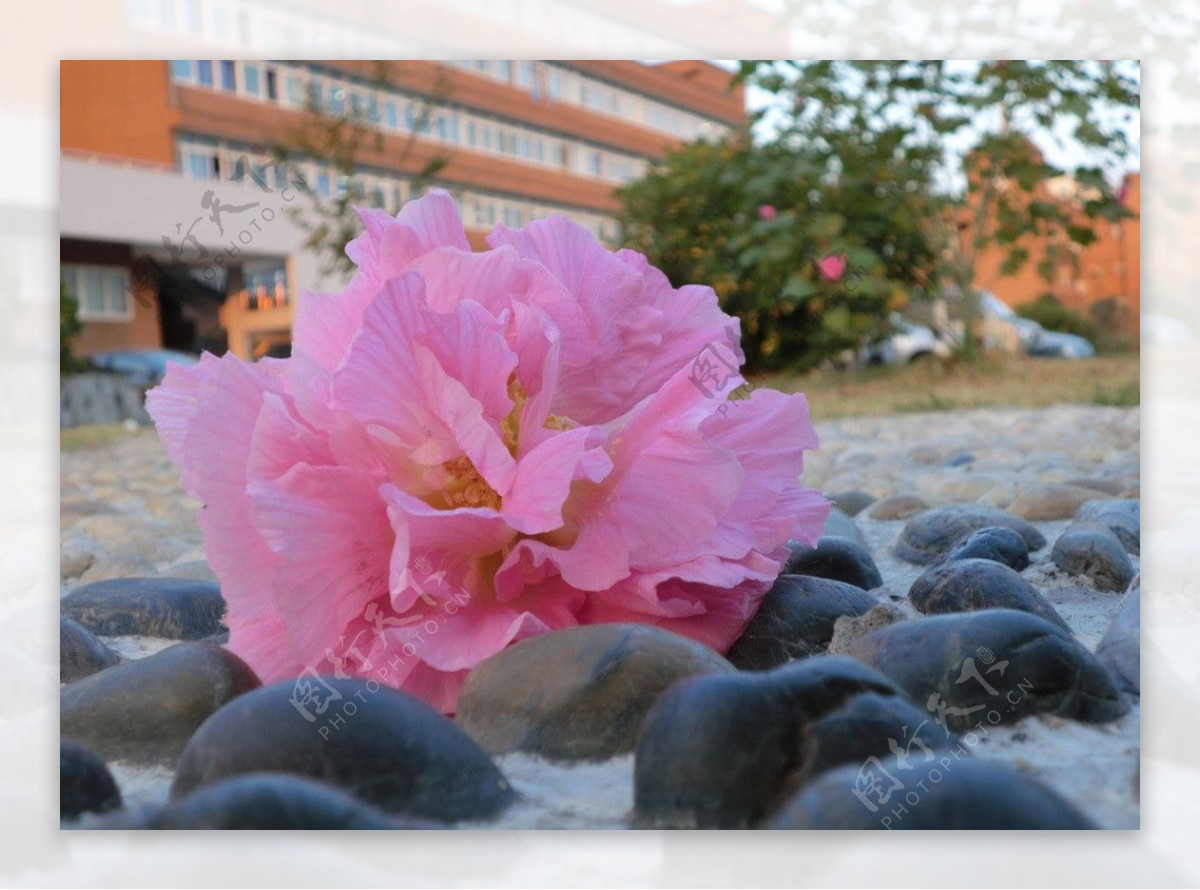 掉地上的芙蓉图片