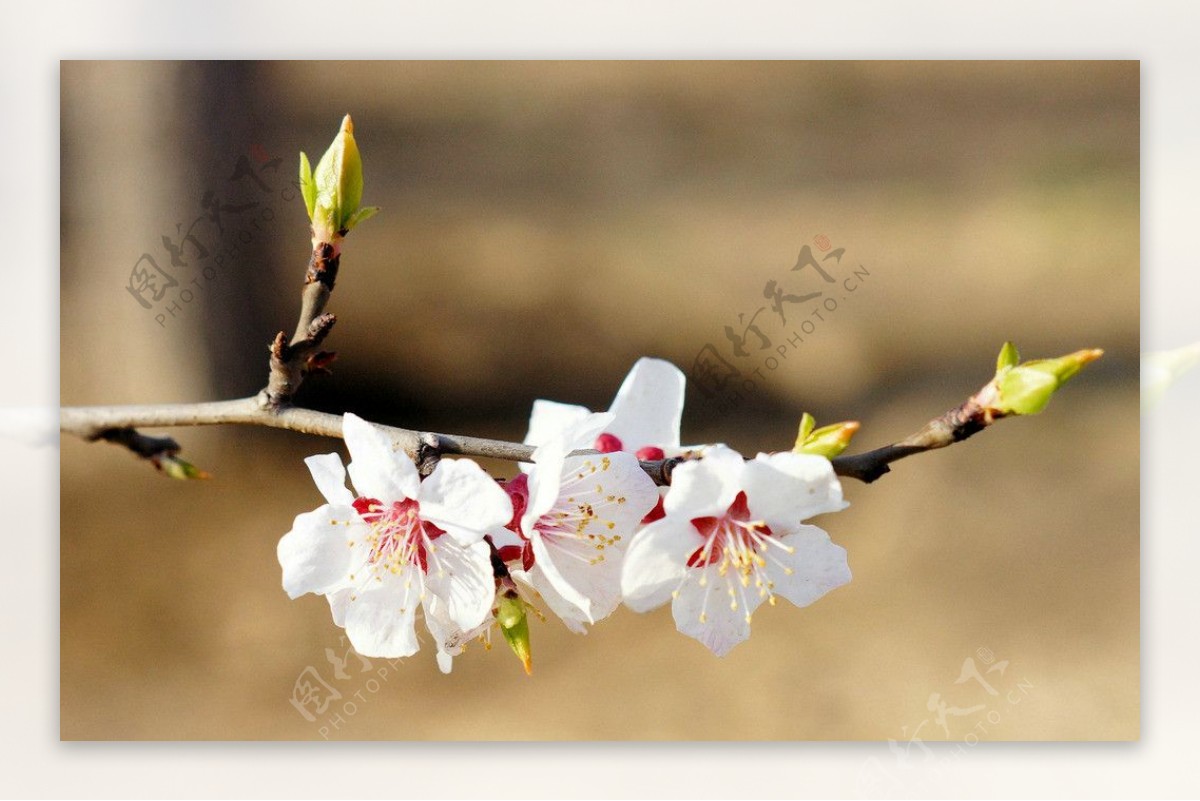 桃花图片