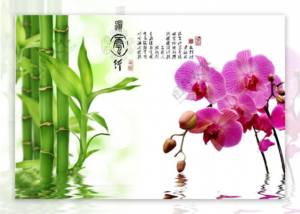 蝴蝶兰竹子素材图片