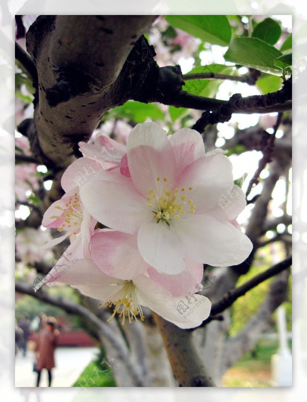海棠花粉色图片