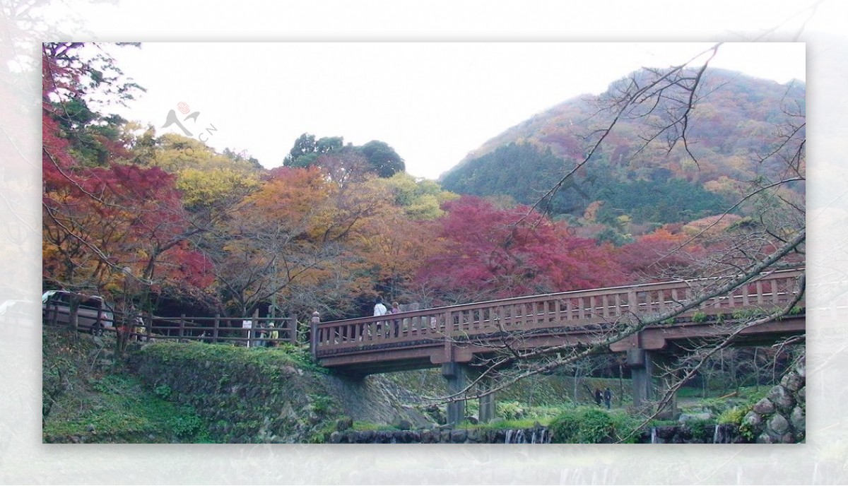 日本风光枫树枫叶图片
