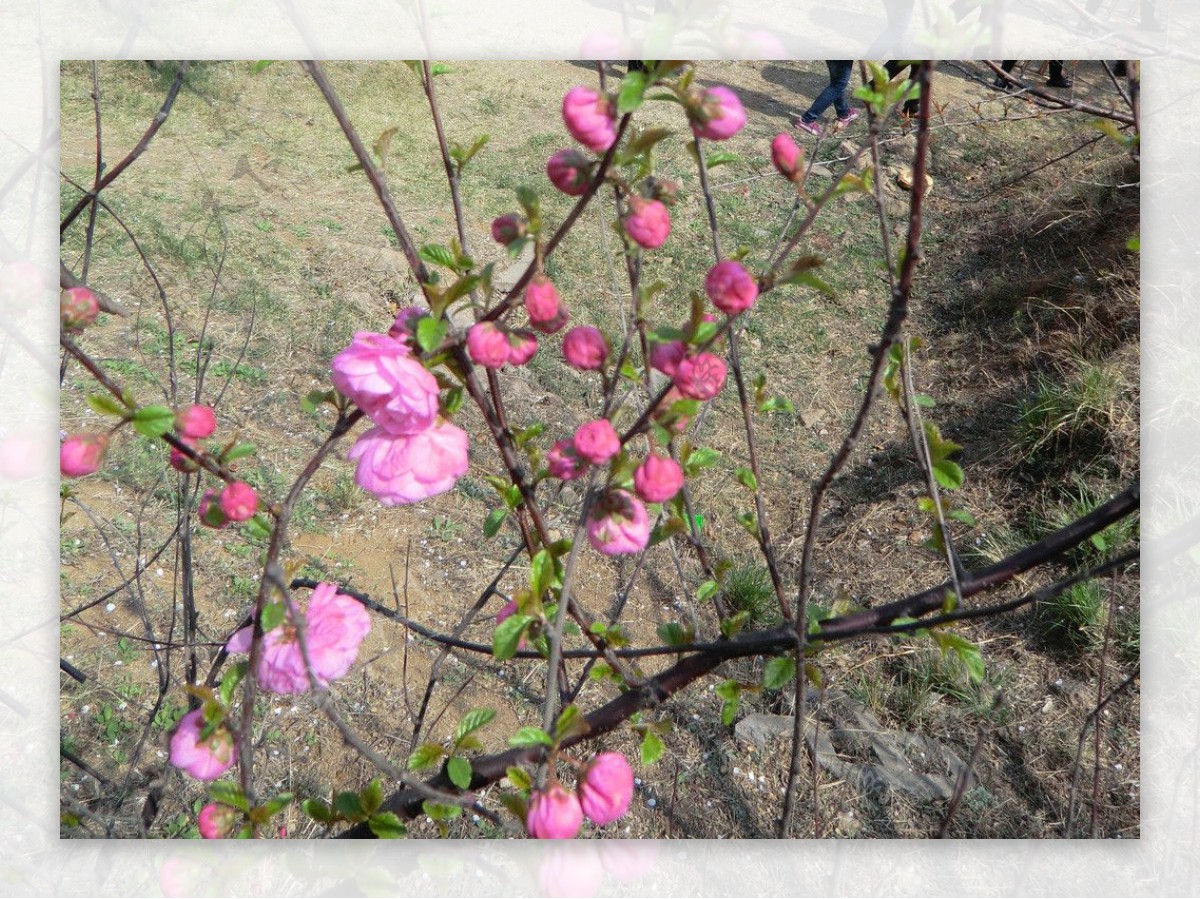 梅花花苞粉色图片