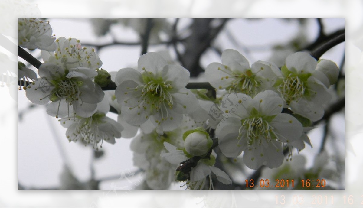 常州红梅公园白梅花图片