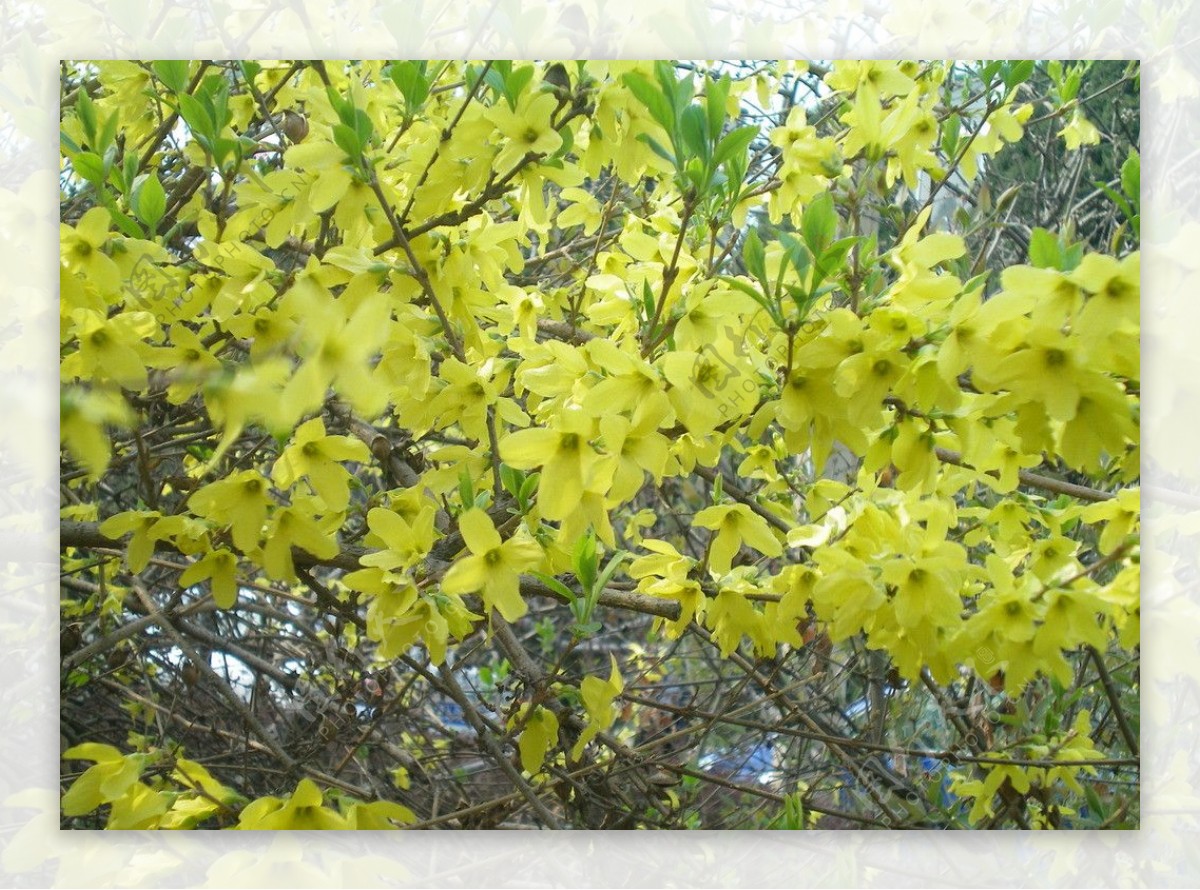 迎春花图片