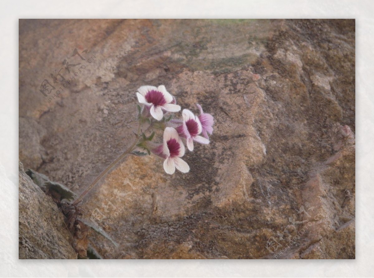 山上石头缝里的小花图片