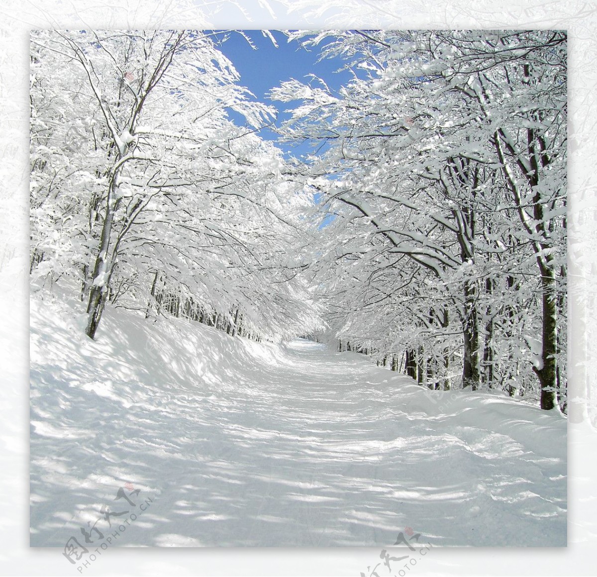 雪地的树木图片