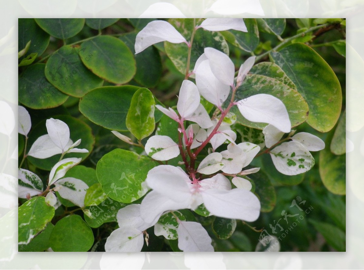 白叶植物图片