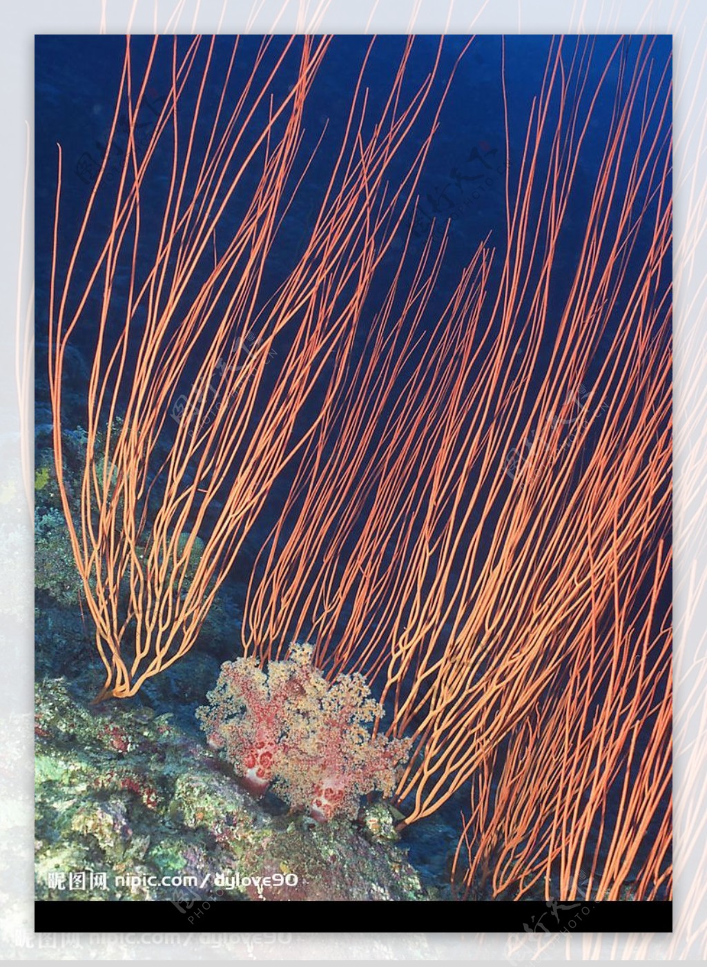 珊瑚海葵海洋生物图片