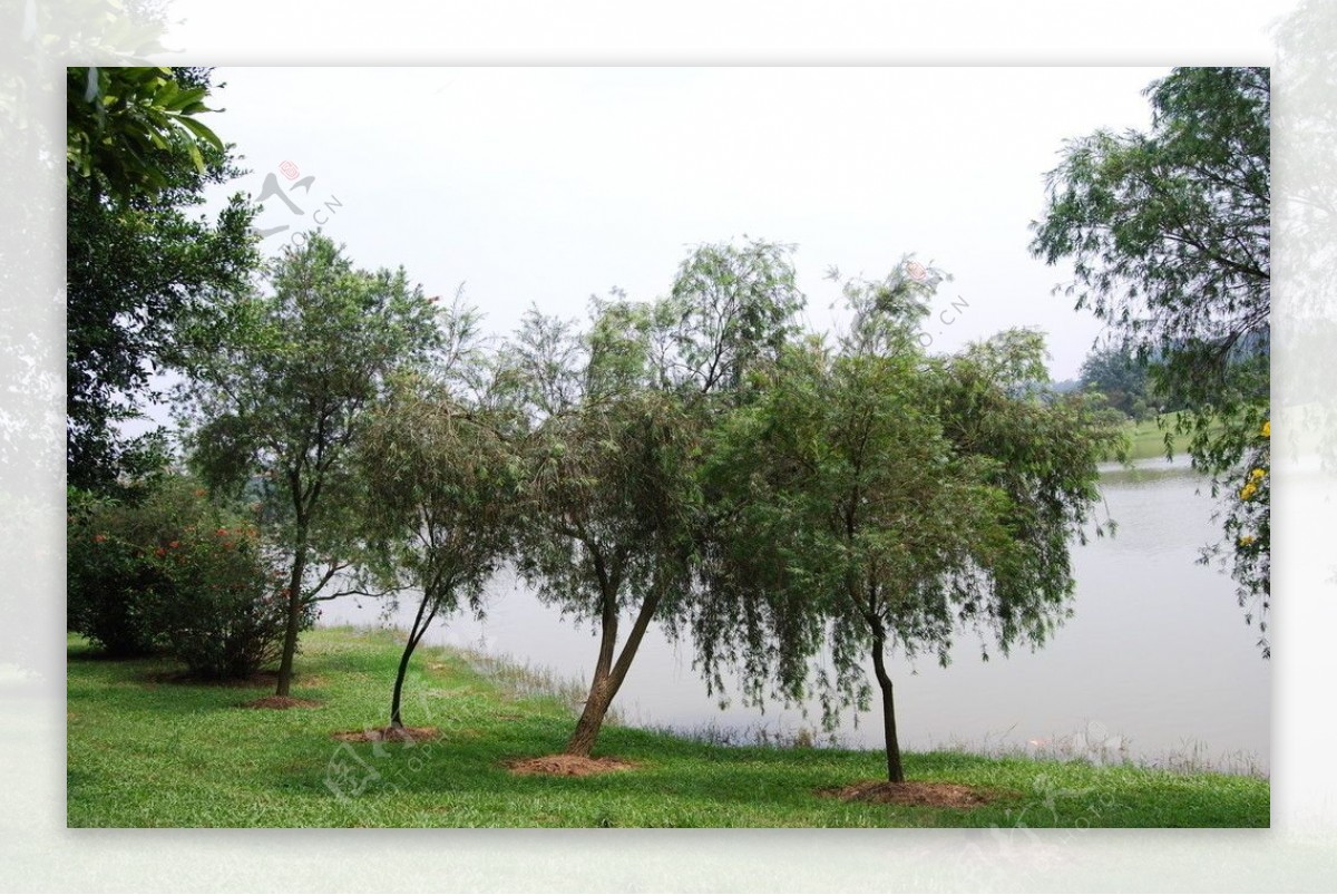 大夫山湖边柳树图片