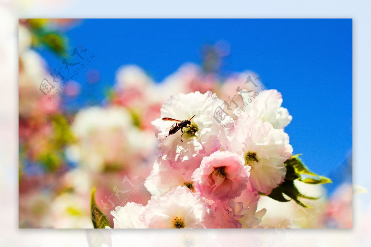 樱花蜜蜂图片