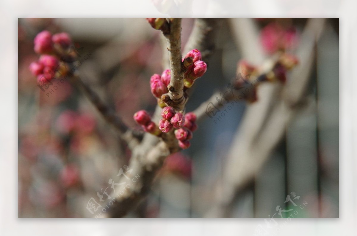 梅花时节图片