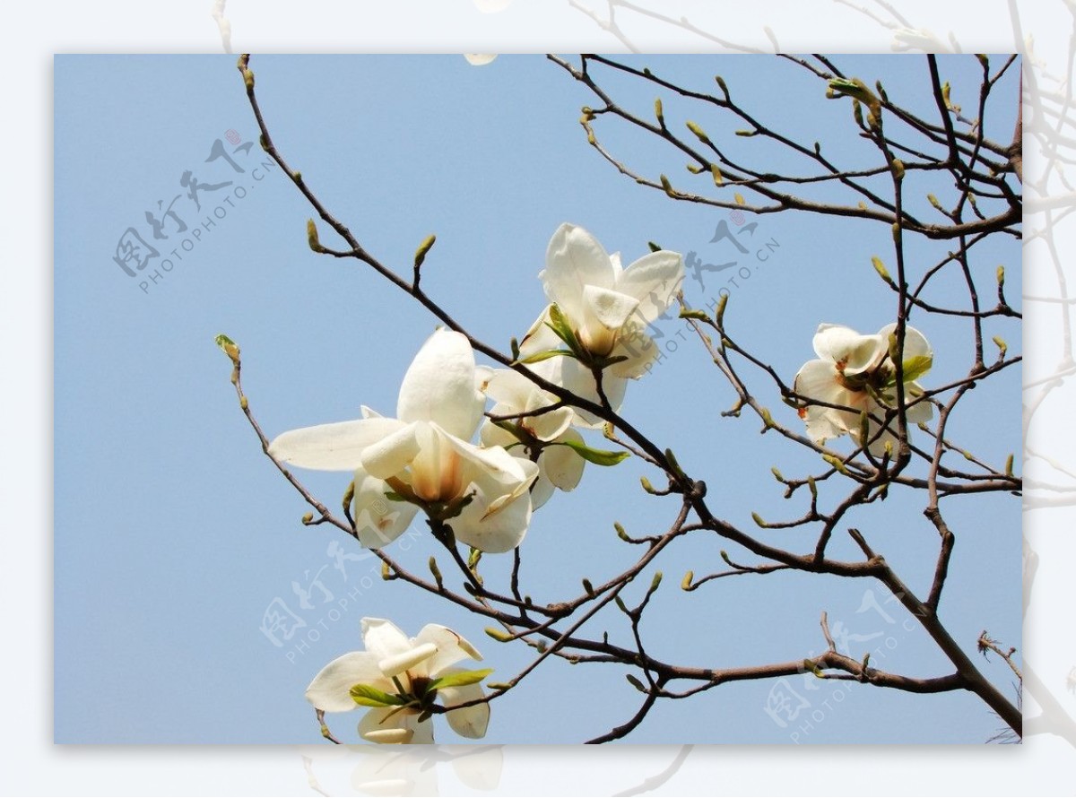 玉兰树上两朵洁白的玉兰花 - 免费可商用图片 - CC0素材网