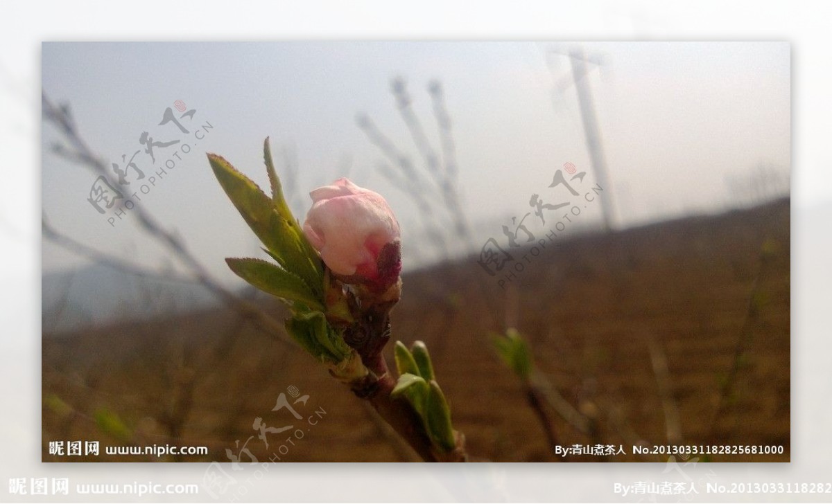 含苞桃花图片