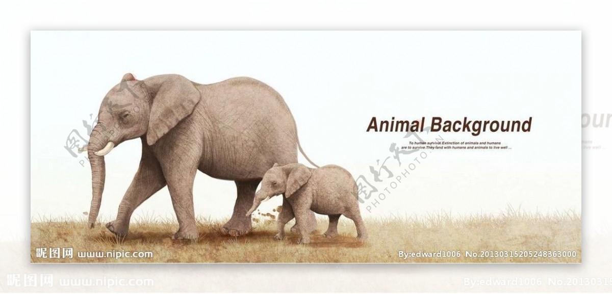 非洲草原大象图片
