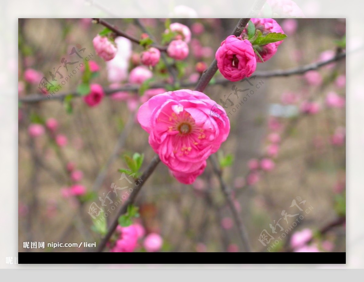 高清桃花图片