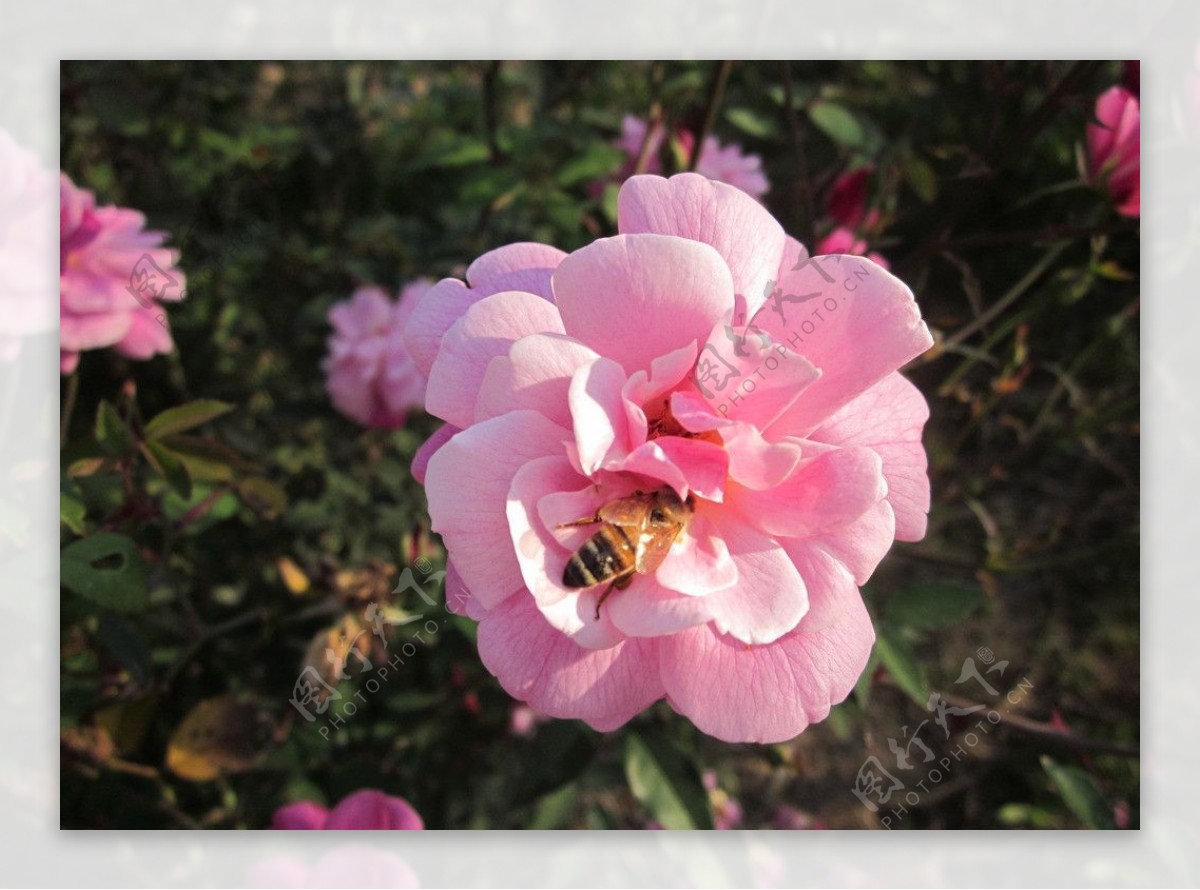 粉红色玫瑰和蜜蜂图片