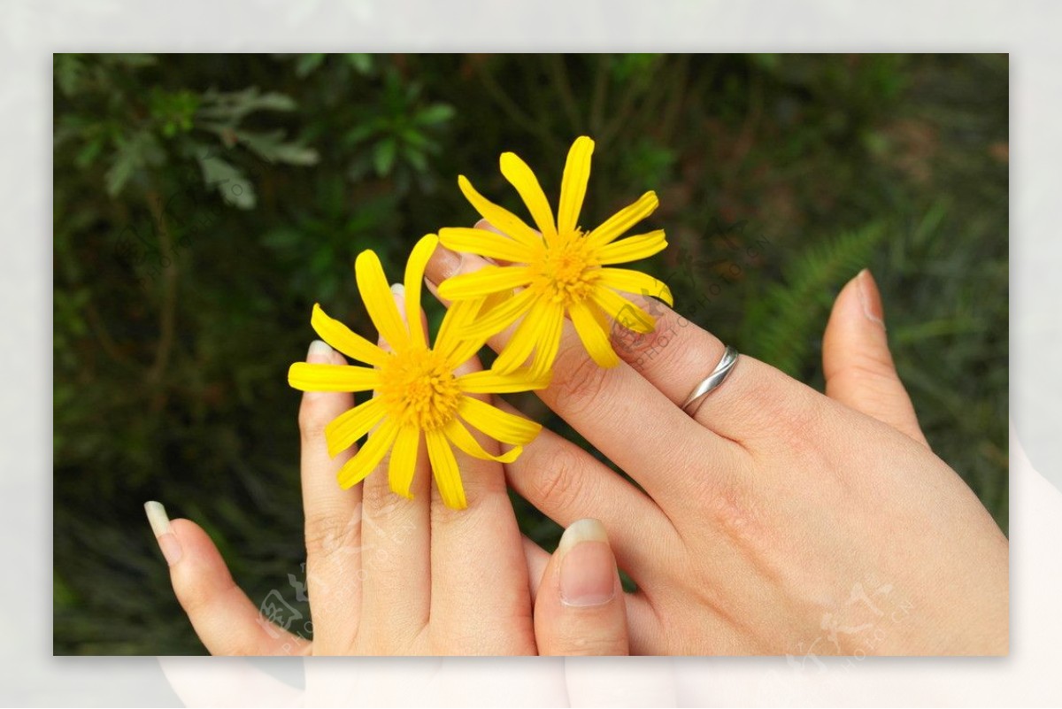 手指野菊花图片