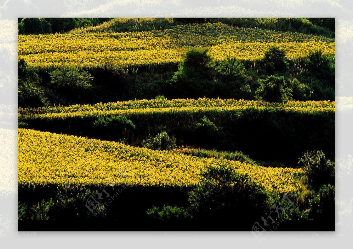 金色阶梯农田图片