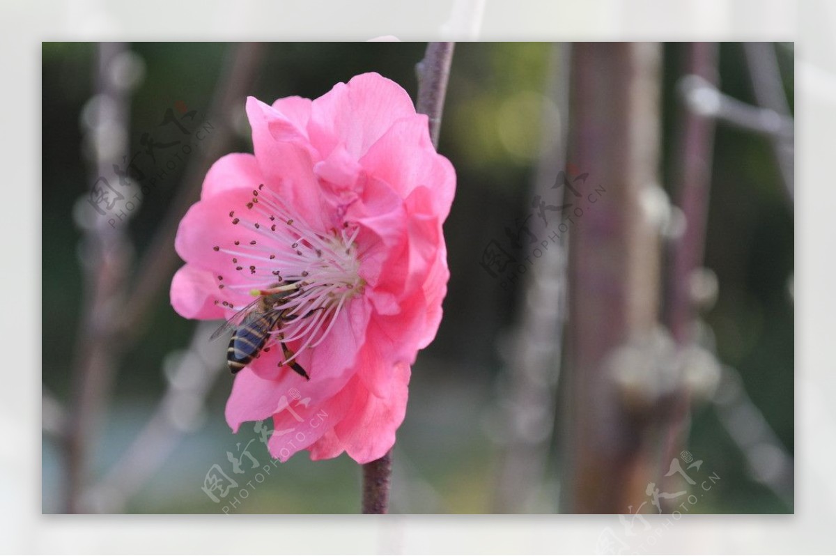 桃花密蜂图片