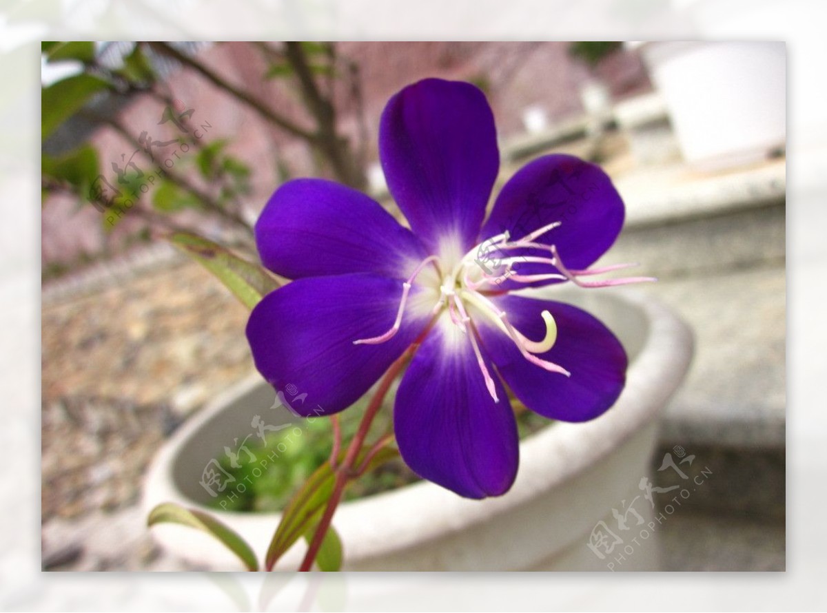 蓝色花盆栽图片