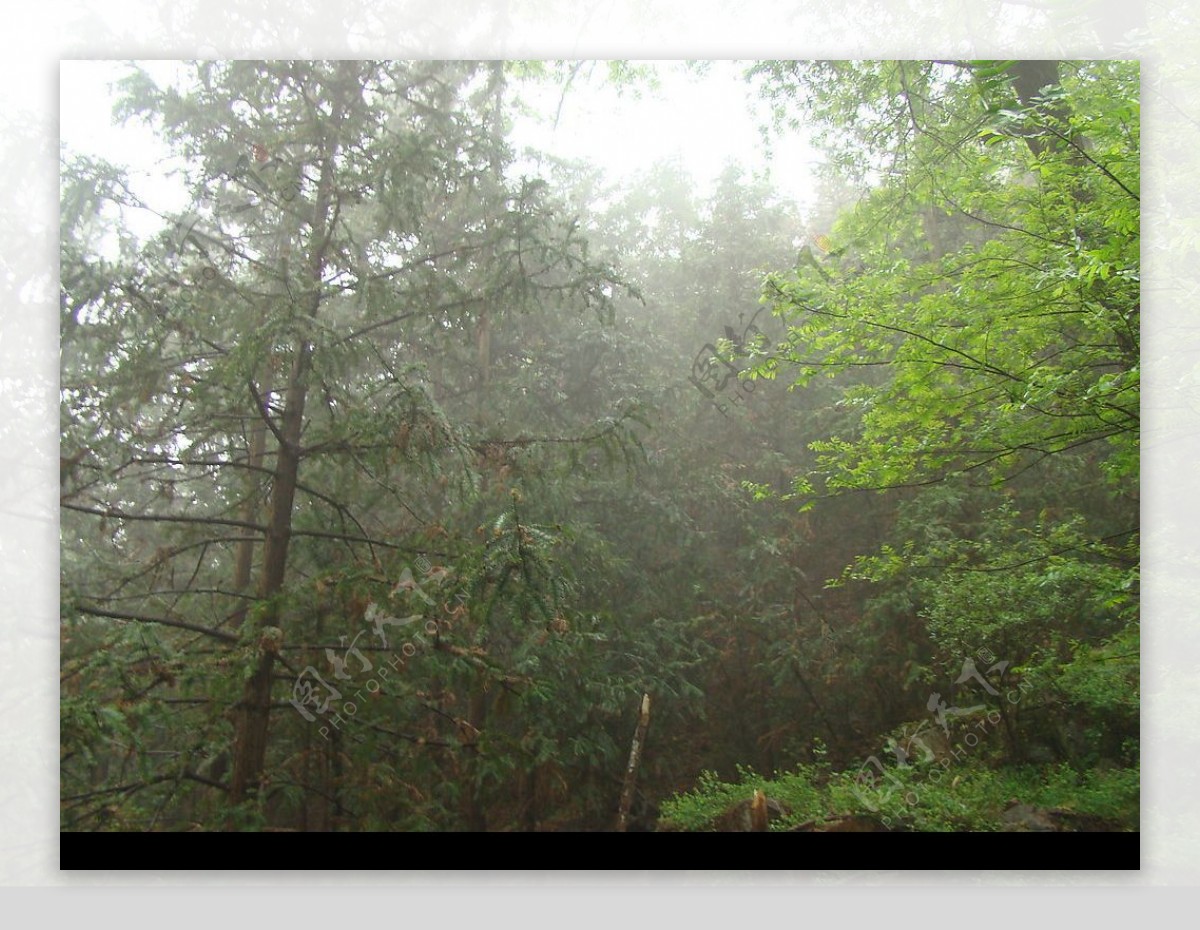 雨后林景图片