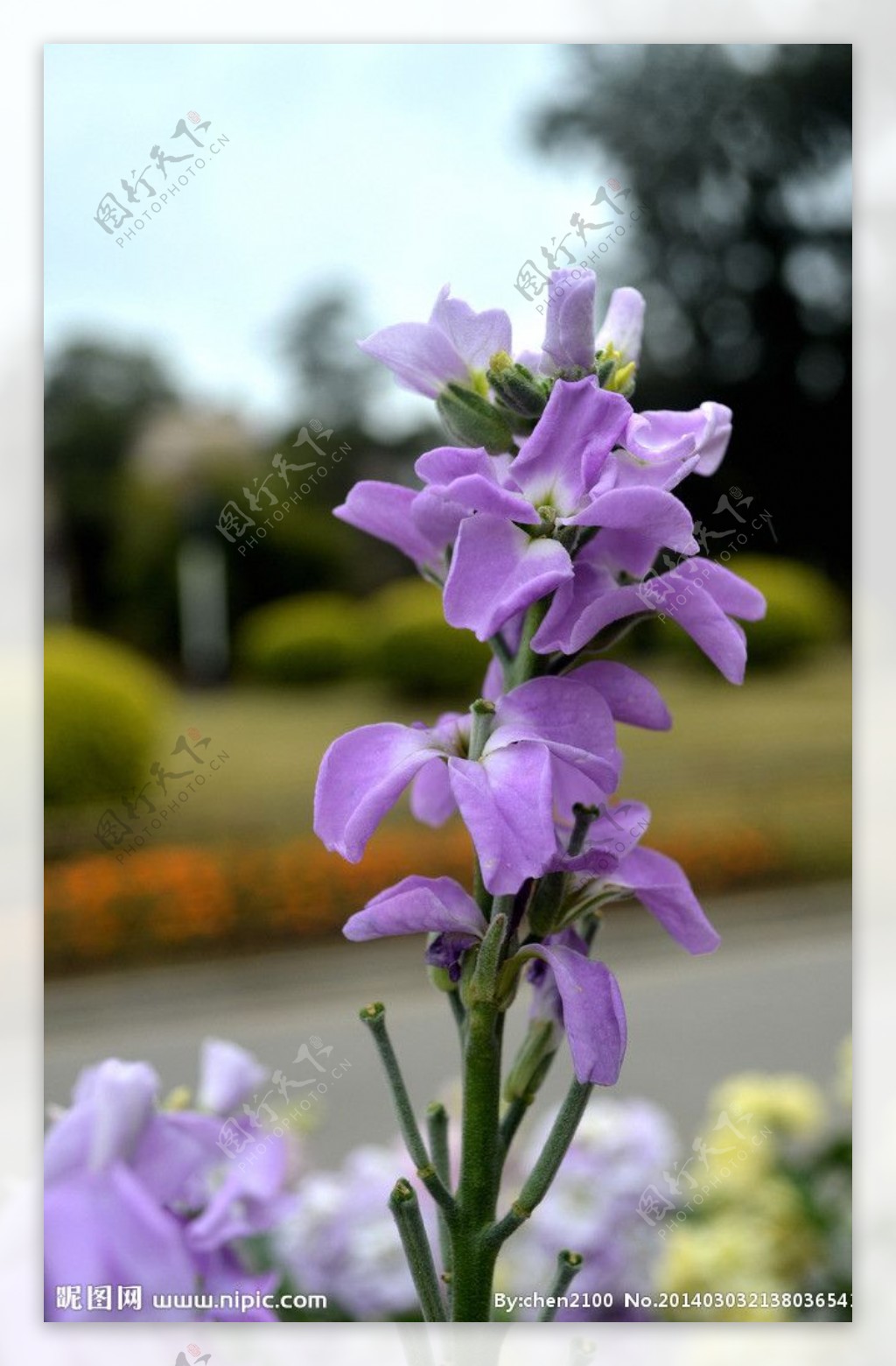 紫色的花图片素材-编号16697091-图行天下