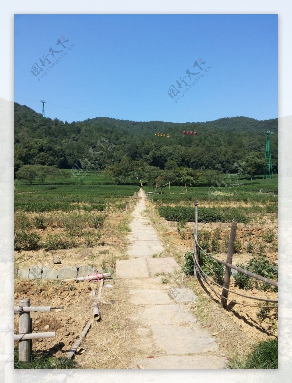 杭州龙井茶种植田图片