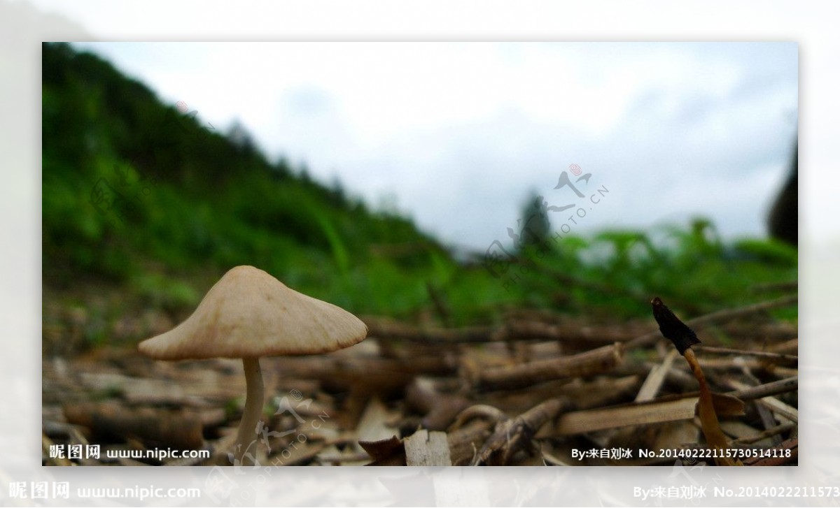 野生菌野生蘑菇图片