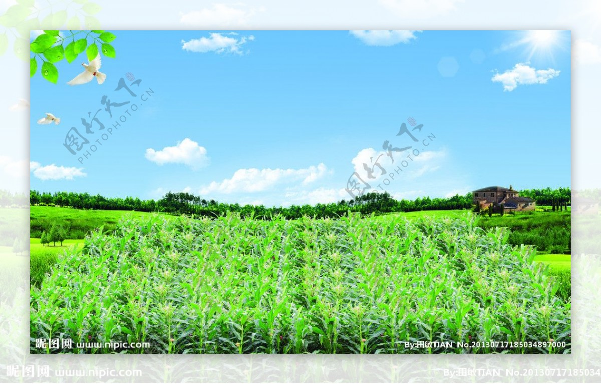 玉米地草原图片