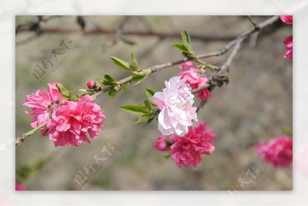 桃花图片