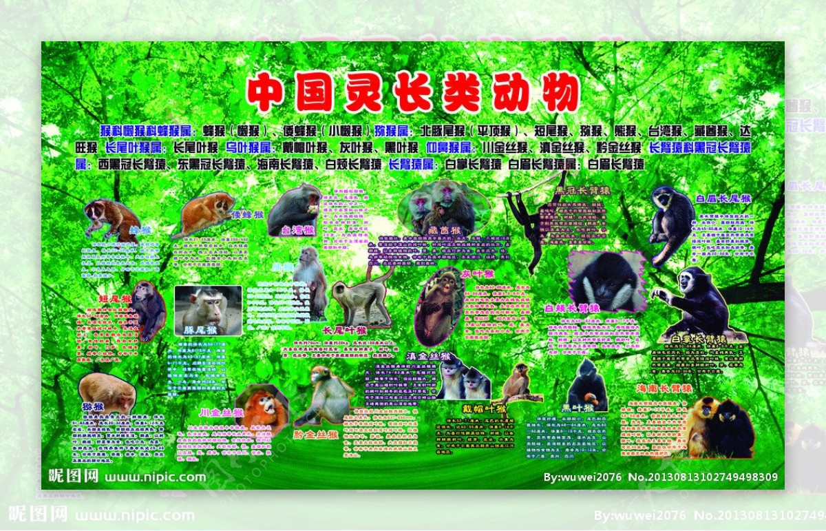 中国灵长类动物展板图片