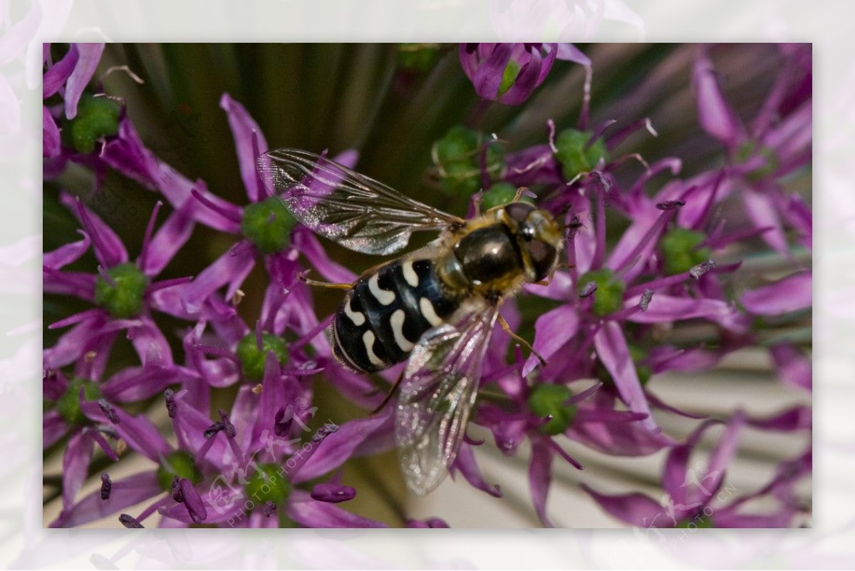 蜜蜂与野葱花图片