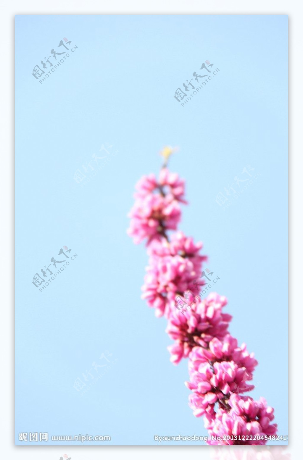 一枝花和蓝天紫荆花图片