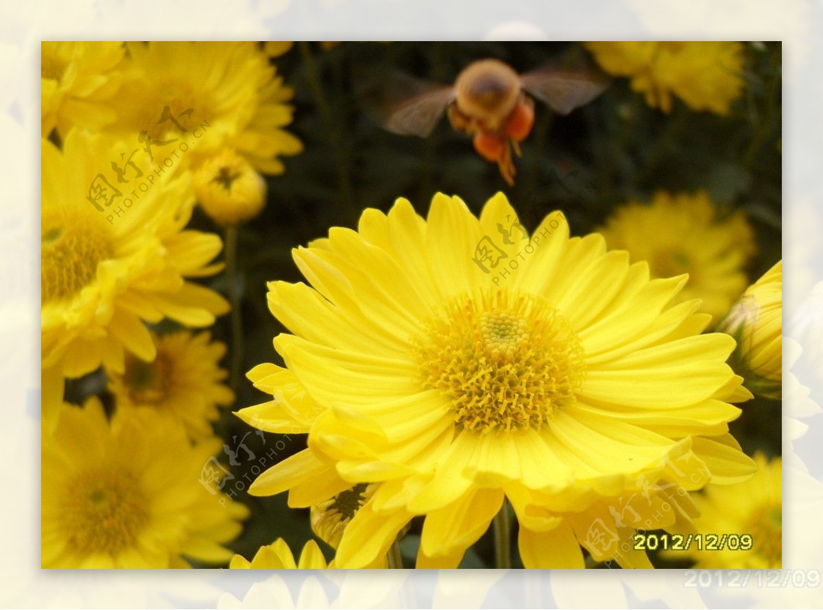 菊花与蜂图片