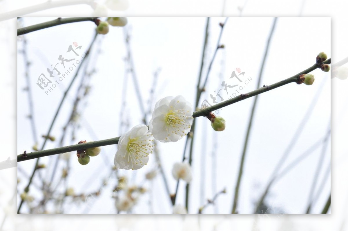 桃花图片