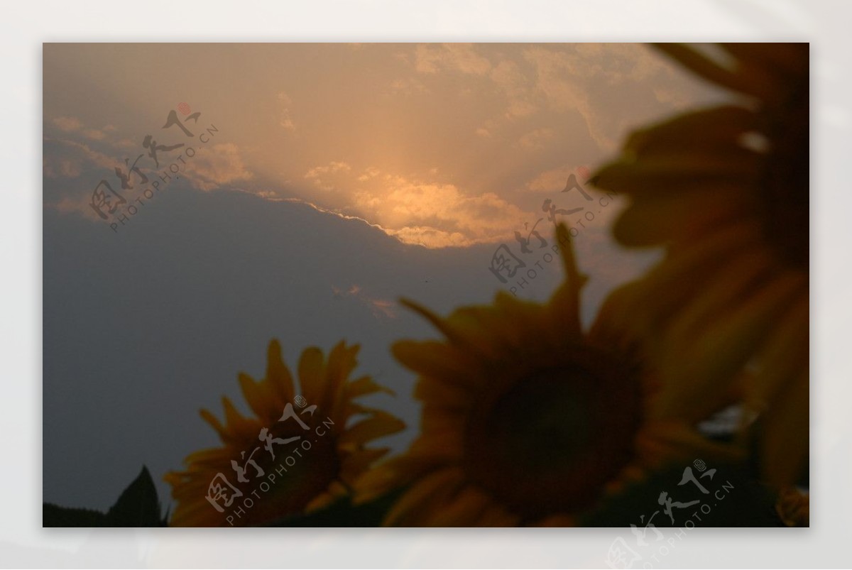 彩云下的向阳花图片
