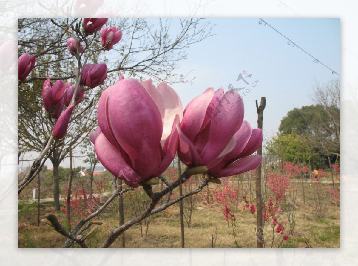 玉兰花图片