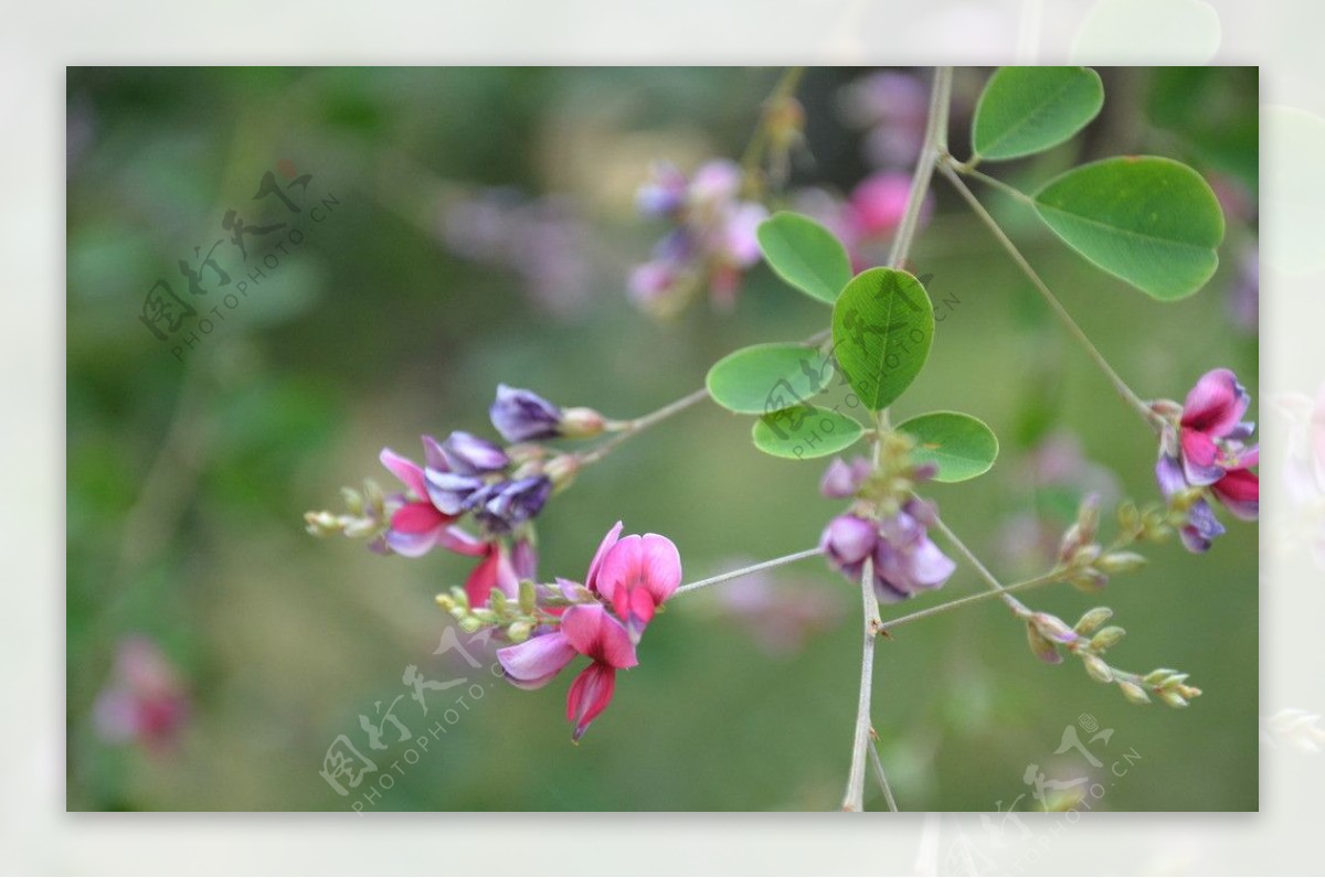 胡枝子花图片