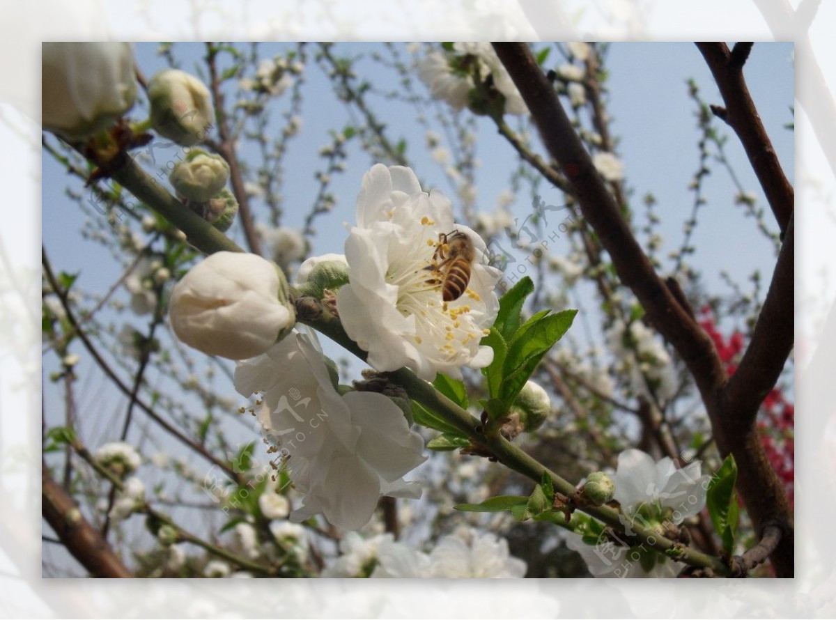 蜜蜂采桃花图片