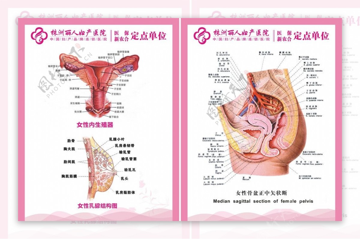 妇科解剖图图片