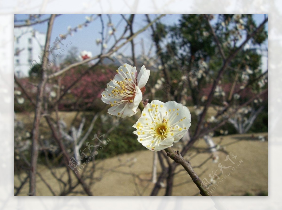 桃花图片