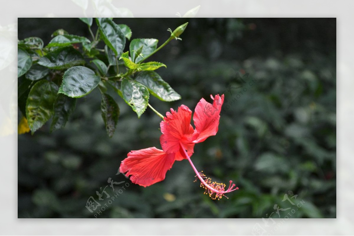 扶桑花图片