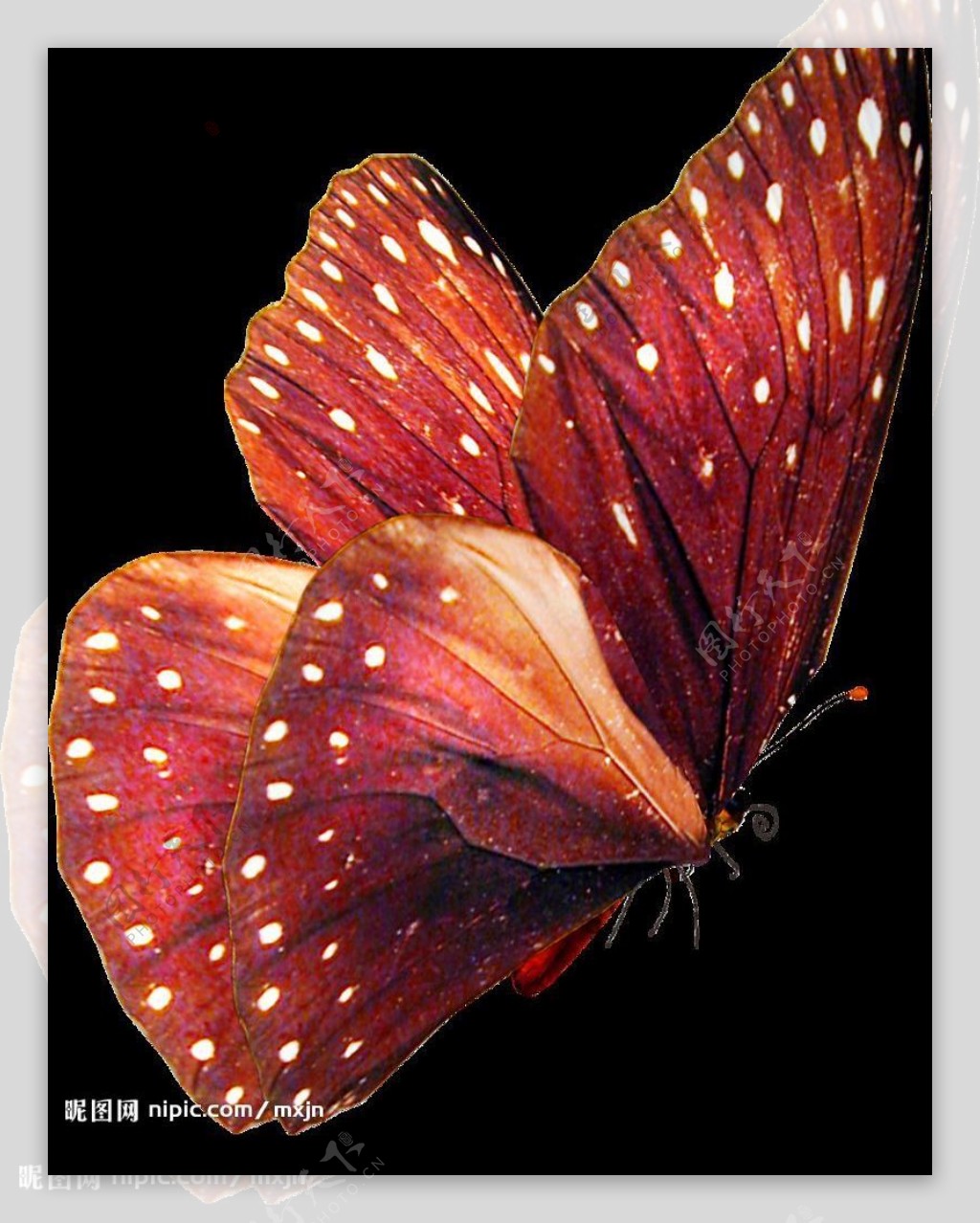 美丽的蝴蝶Butterfly图片