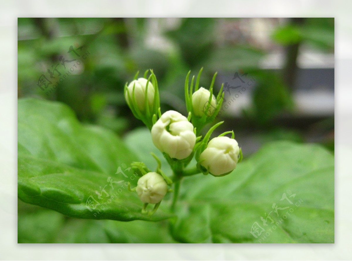 含苞待放的茉莉花图片