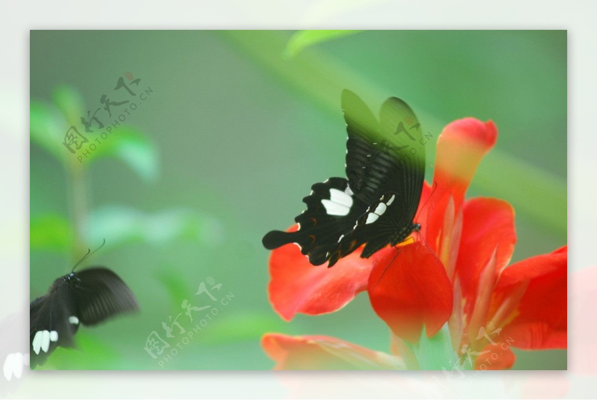 花与蝴蝶图片