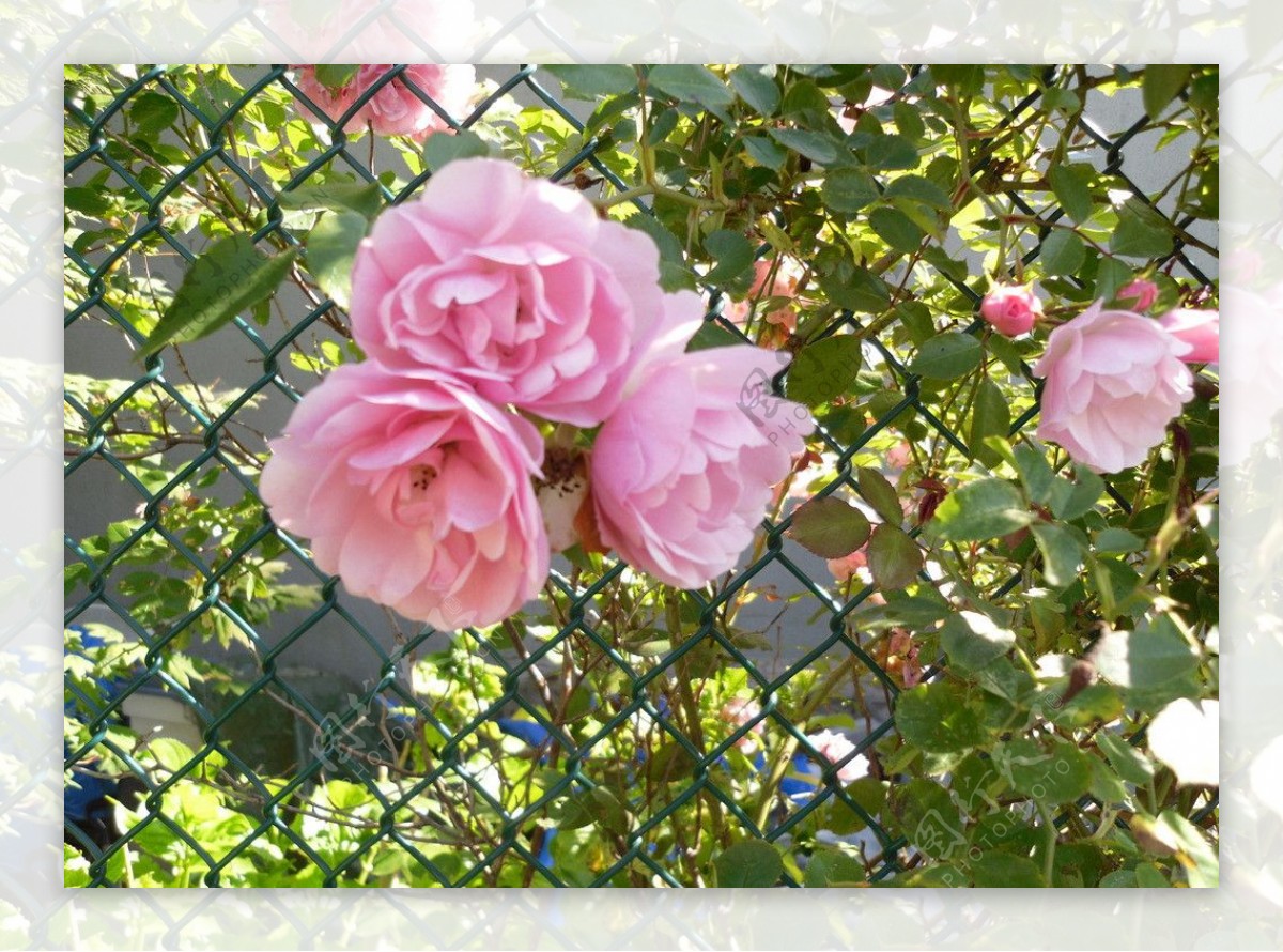 篱笆前粉红色秋海棠图片
