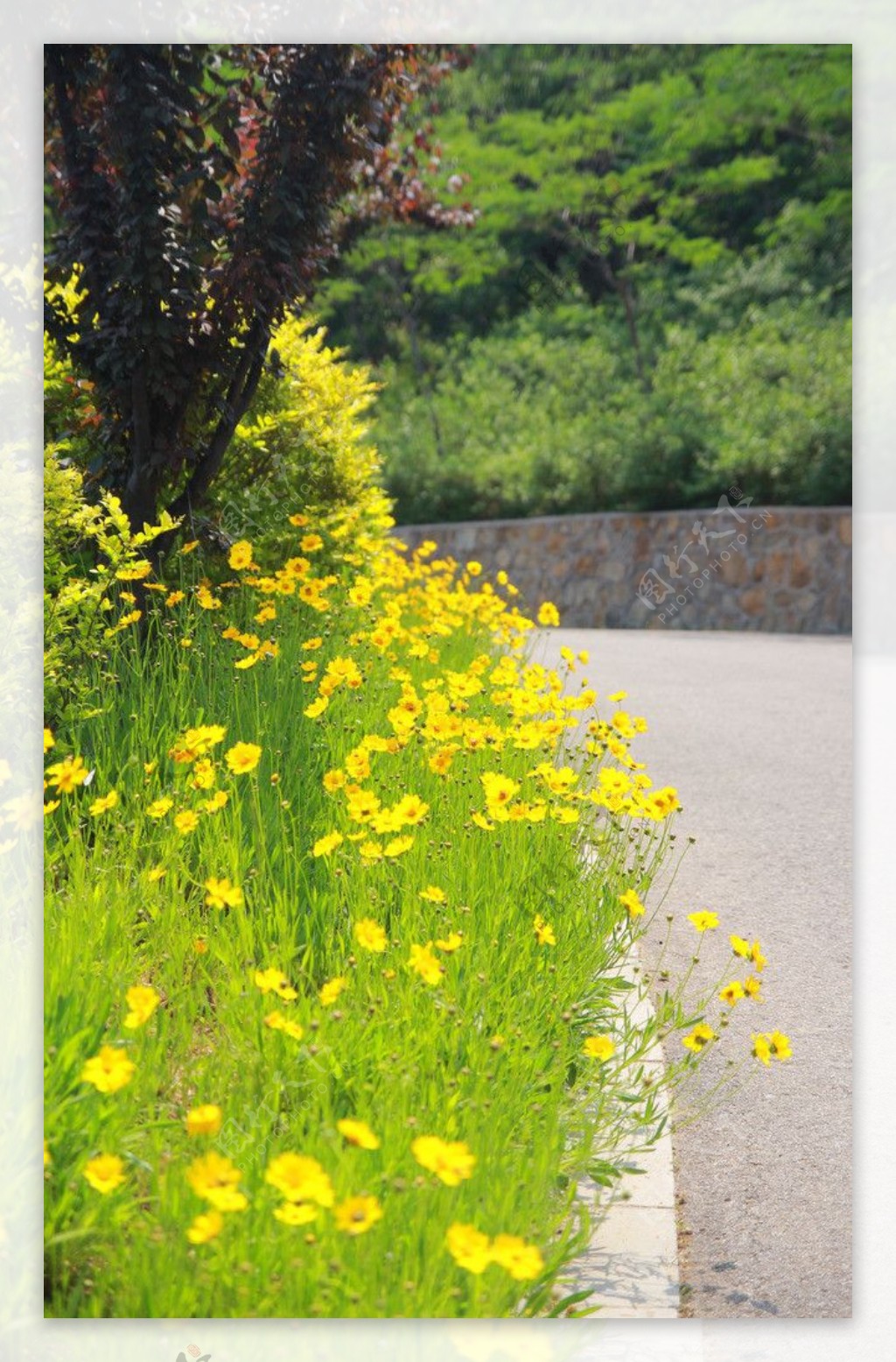 小黄花图片