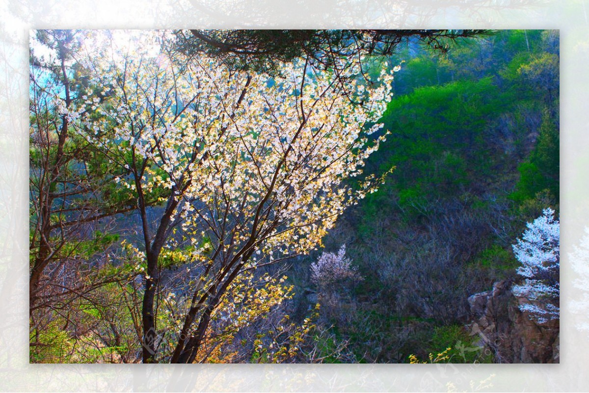 樱花树中景图片