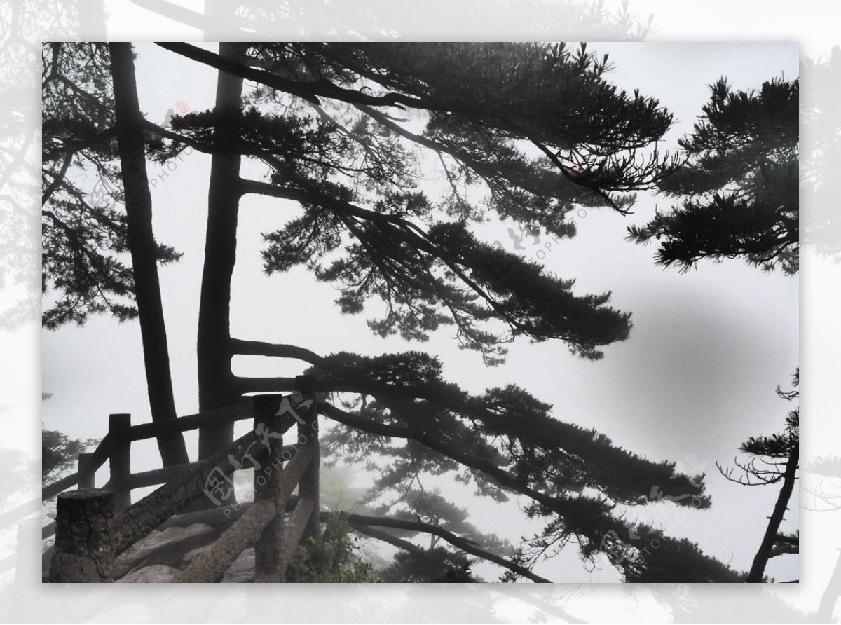 黄山雾凇图片