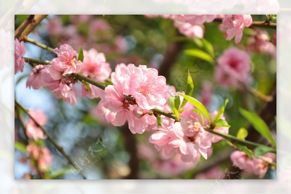 迎光向阳桃花图片